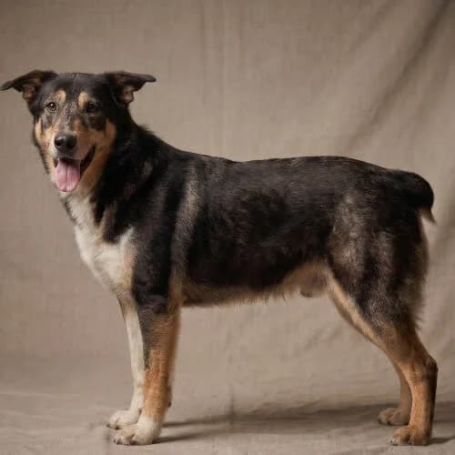 ARDEN, male puppy Mixed Breed for adoption at Fundacja Puszatek, Warszawa