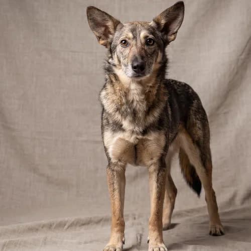 RUDA, female puppy Mixed Breed for adoption at Fundacja Puszatek, Warszawa