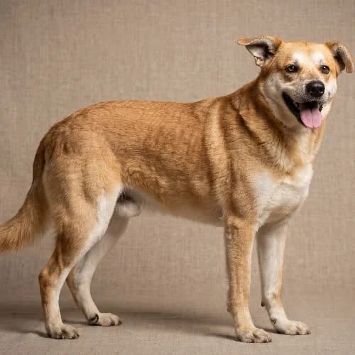 ARAN, male 7yo Mixed Breed for adoption at Fundacja Puszatek, Warszawa