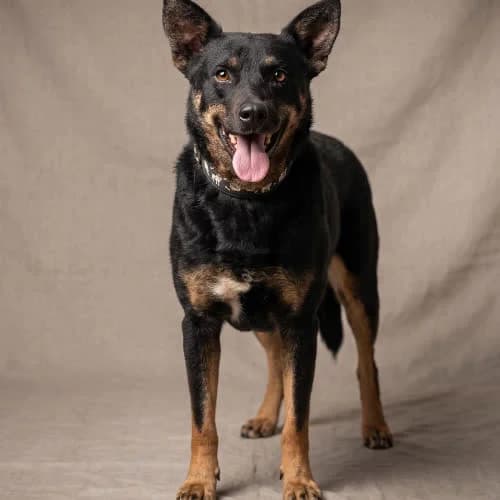 RUBEN, male 7yo Mixed Breed for adoption at Fundacja Puszatek, Warszawa