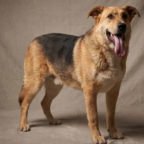 CEDRIK, male puppy Mixed Breed for adoption at Fundacja Puszatek, Warszawa