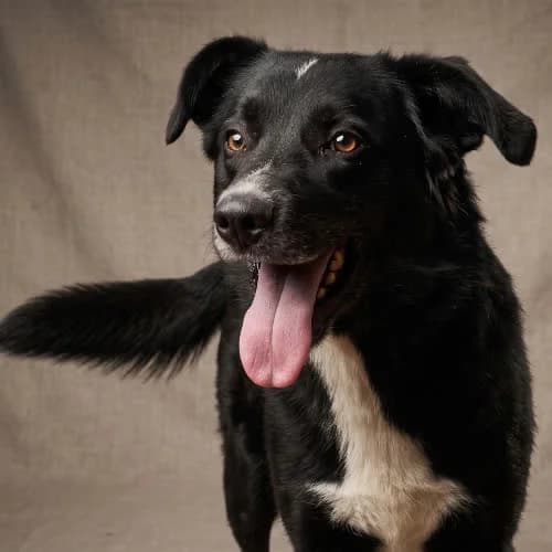 TYSZEK, male 4yo Mixed Breed for adoption at Fundacja Puszatek, Warszawa