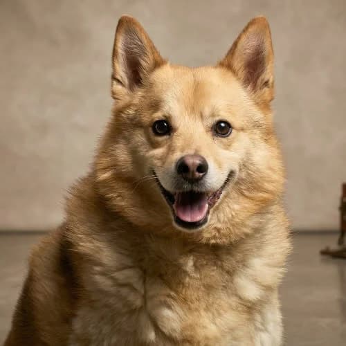 CZESIO, male puppy Mixed Breed for adoption at Fundacja Puszatek, Warszawa