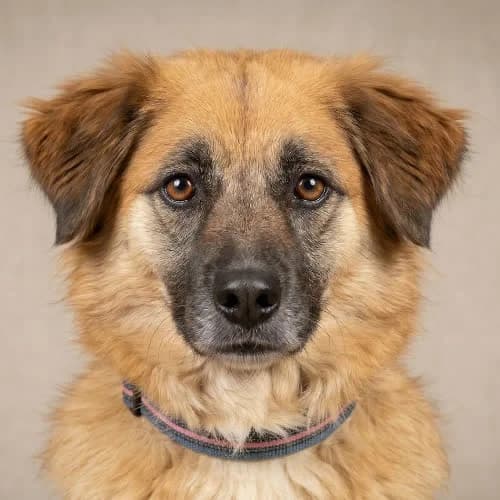 ALLEGRA, female puppy Mixed Breed for adoption at Fundacja Puszatek, Warszawa