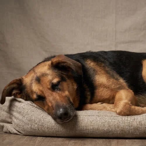 FIODOR, male puppy Mixed Breed for adoption at Fundacja Puszatek, Warszawa