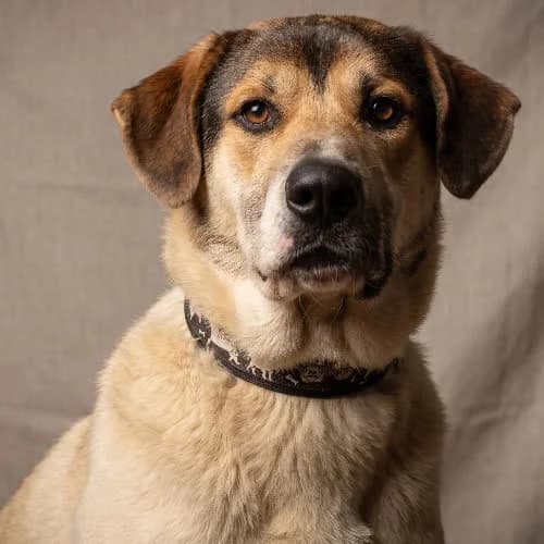 HOLENDER, male puppy Mixed Breed for adoption at Fundacja Puszatek, Warszawa