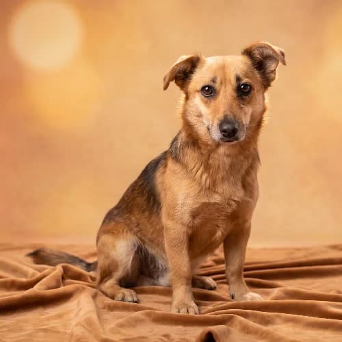 ORDYN, male 7yo Mixed Breed for adoption at Fundacja Puszatek, Warszawa