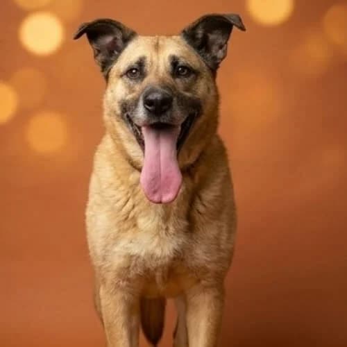 REBEKA, female 5yo Mixed Breed for adoption at Fundacja Puszatek, Warszawa