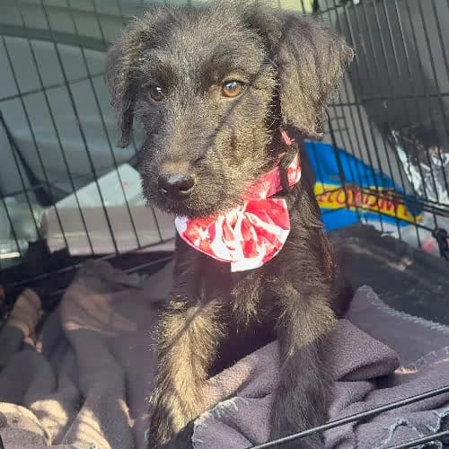 Sójka, female 3yo Mixed Breed for adoption at Fundacja Puszatek, Warszawa