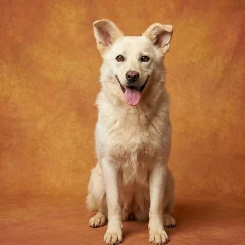 DINIA, female puppy Mixed Breed for adoption at Fundacja Puszatek, Warszawa