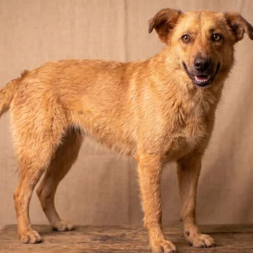 NIVONA, female puppy Mixed Breed for adoption at Fundacja Puszatek, Warszawa