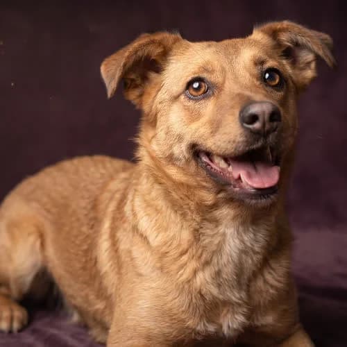 NALEWKA, female puppy Mixed Breed for adoption at Fundacja Puszatek, Warszawa