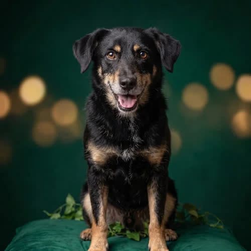 CZATO, male puppy Mixed Breed for adoption at Fundacja Puszatek, Warszawa