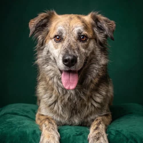 ATAMAN, male puppy Mixed Breed for adoption at Fundacja Puszatek, Warszawa