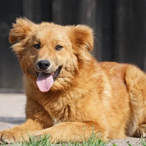 FLINCIK, male puppy Mixed Breed for adoption at Fundacja Puszatek, Warszawa
