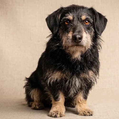 DENAR, male puppy Mixed Breed for adoption at Fundacja Puszatek, Warszawa
