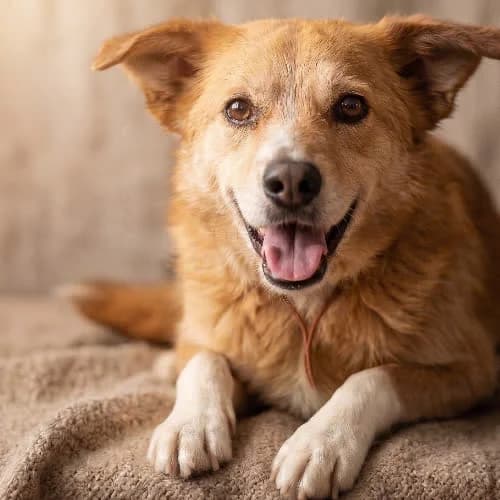 MEDO, male puppy Mixed Breed for adoption at Fundacja Puszatek, Warszawa