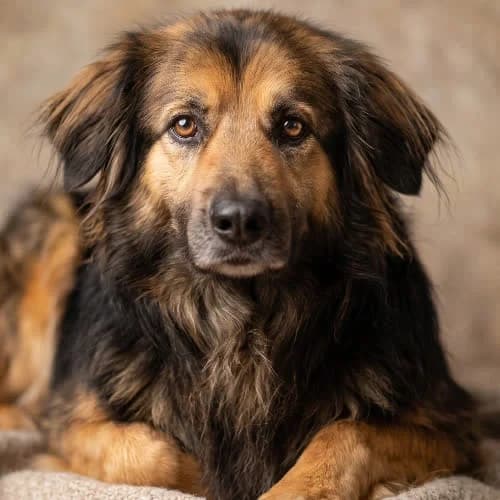FARGO, male puppy Mixed Breed for adoption at Fundacja Puszatek, Warszawa