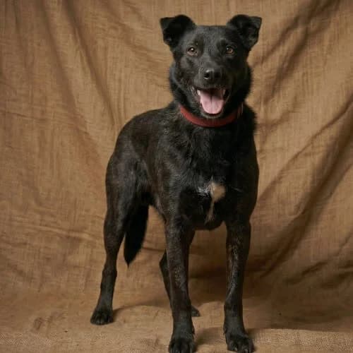 GUNTER, male puppy Mixed Breed for adoption at Fundacja Puszatek, Warszawa