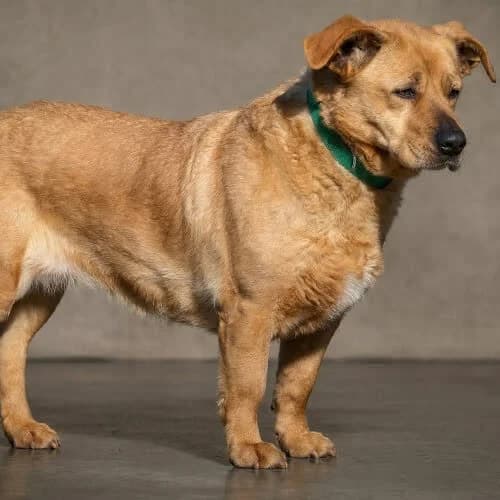 GLITKA, female puppy Mixed Breed for adoption at Fundacja Puszatek, Warszawa