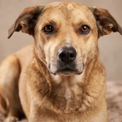 NILS, male senior Mixed Breed for adoption at Fundacja Puszatek, Warszawa