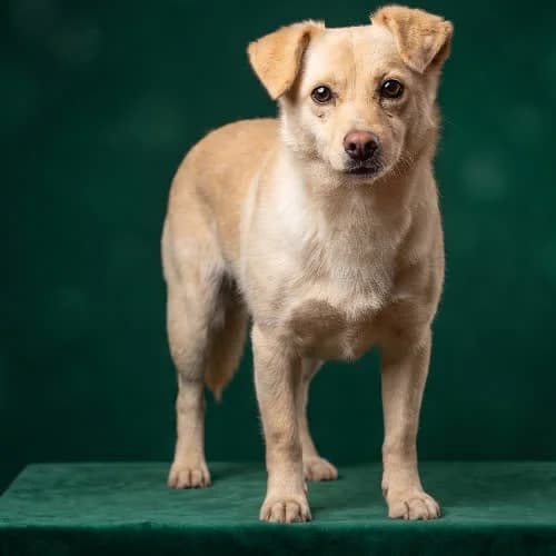 PRAJA, female puppy Mixed Breed for adoption at Fundacja Puszatek, Warszawa