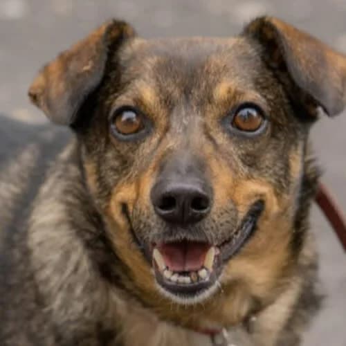 Stefan, male puppy Mixed Breed for adoption at Fundacja Puszatek, Warszawa
