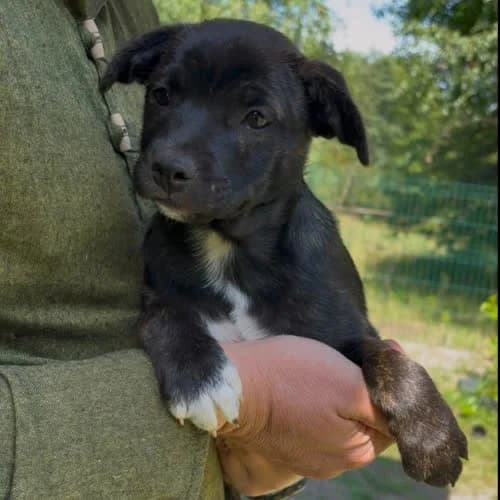 Tacos, male 3yo Mixed Breed for adoption at Fundacja Puszatek, Warszawa