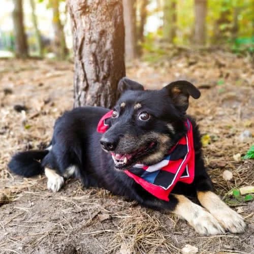 Suzi, female senior Mixed Breed for adoption at Fundacja Puszatek, Warszawa