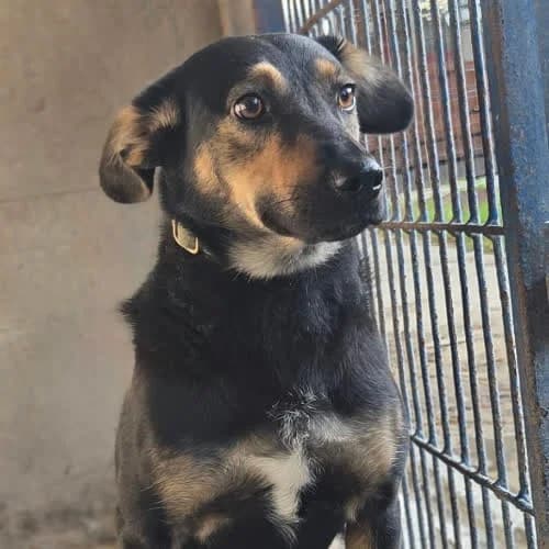 Lady, female puppy Mixed Breed for adoption at Fundacja Puszatek, Warszawa