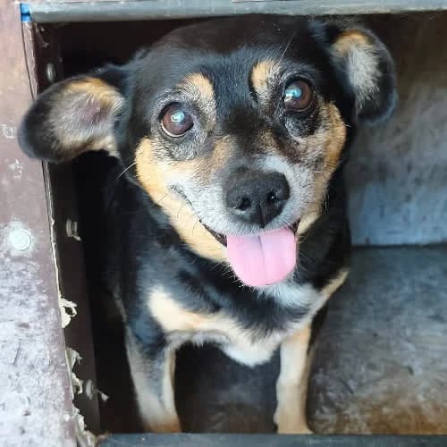 Irmina, female 5yo Mixed Breed for adoption at Fundacja Puszatek, Warszawa