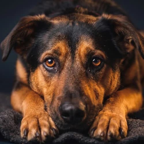 TOBIASZ, male puppy Mixed Breed for adoption at Fundacja Puszatek, Warszawa