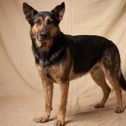 PERSIL, male 5yo Mixed Breed for adoption at Fundacja Puszatek, Warszawa