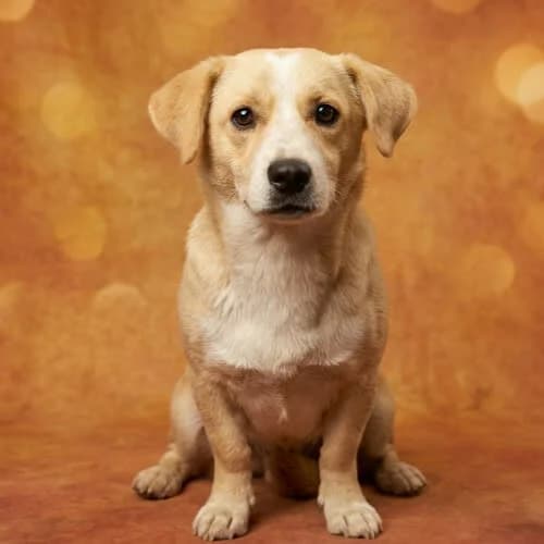 ERIKA, female 6yo Mixed Breed for adoption at Fundacja Puszatek, Warszawa