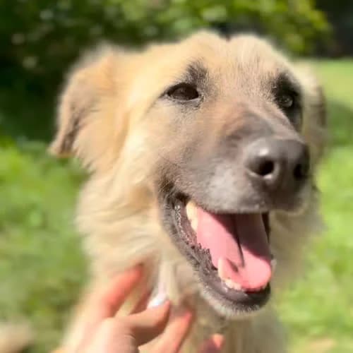 Polly, female puppy Mixed Breed for adoption at Fundacja Puszatek, Warszawa