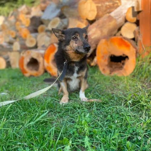 Pigmalion, male puppy Mixed Breed for adoption at Fundacja Puszatek, Warszawa