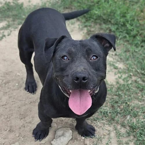 Kolumbus, male puppy Mixed Breed for adoption at Fundacja Puszatek, Warszawa