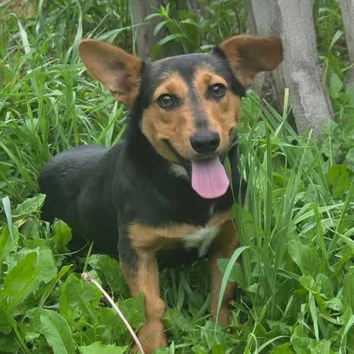 Dior, male puppy Mixed Breed for adoption at Fundacja Puszatek, Warszawa