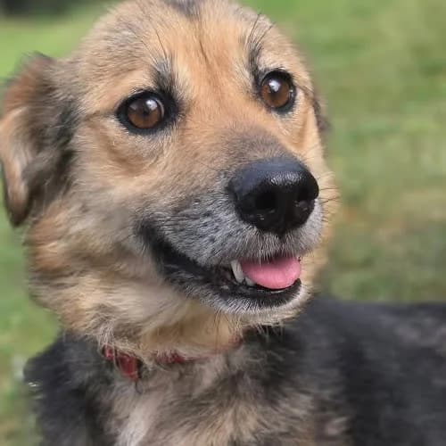Kora, female puppy Mixed Breed for adoption at Fundacja Puszatek, Warszawa