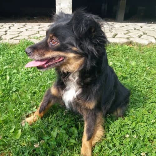 Margarita, female puppy Mixed Breed for adoption at Fundacja Puszatek, Warszawa