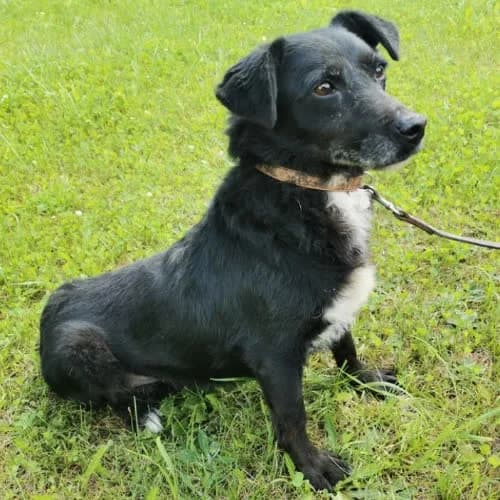 Iskierka, female puppy Mixed Breed for adoption at Fundacja Puszatek, Warszawa