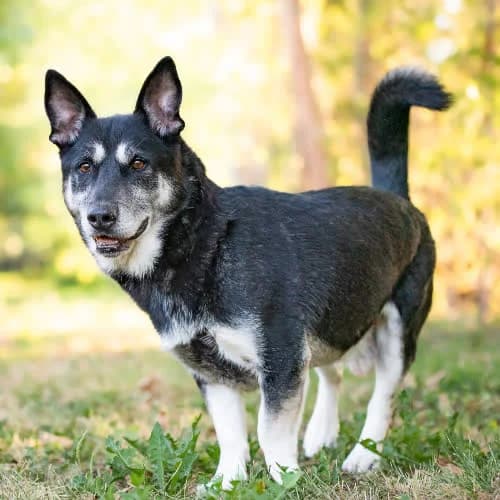 wspaniały LAYSAN, male 6yo Mixed Breed for adoption at Fundacja Puszatek, Warszawa