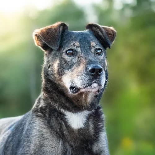przytulas AVATAR, male puppy Mixed Breed for adoption at Fundacja Puszatek, Warszawa