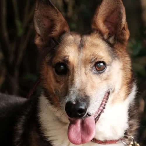 Kubuś, male puppy Mixed Breed for adoption at Fundacja Puszatek, Warszawa
