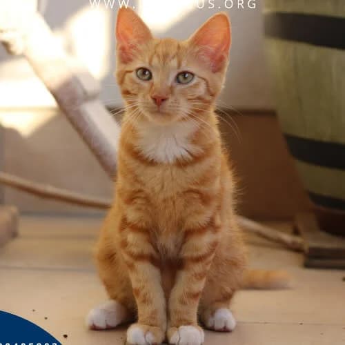 Jim, male 3yo Mixed Breed for adoption at Fundacja Puszatek, Warszawa