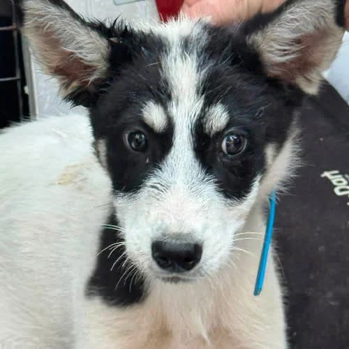 Szczeniak Laki, male 3yo Mixed Breed for adoption at Fundacja Puszatek, Warszawa