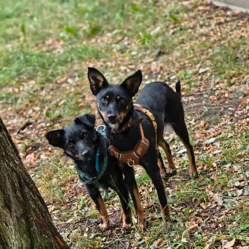 Rózia i Fruzia, female senior Mixed Breed for adoption at Fundacja Puszatek, Warszawa