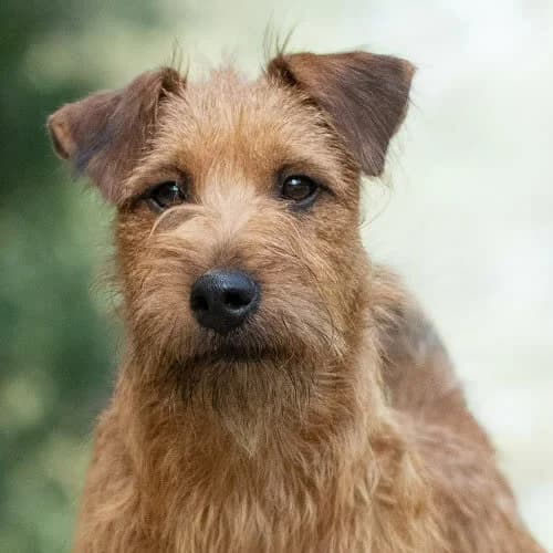 terierkowy FAZAN, male puppy Mixed Breed for adoption at Fundacja Puszatek, Warszawa