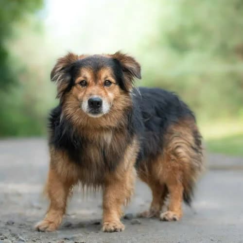 miziasty Furbo, male 4yo Mixed Breed for adoption at Fundacja Puszatek, Warszawa