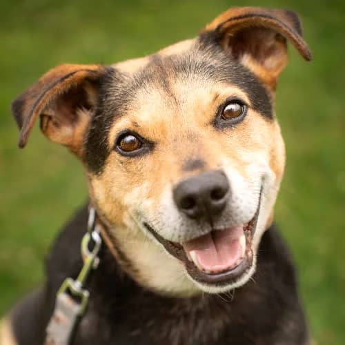 Kefirek, male puppy Mixed Breed for adoption at Fundacja Puszatek, Warszawa
